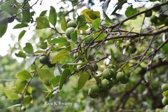 Atalantia monophylla